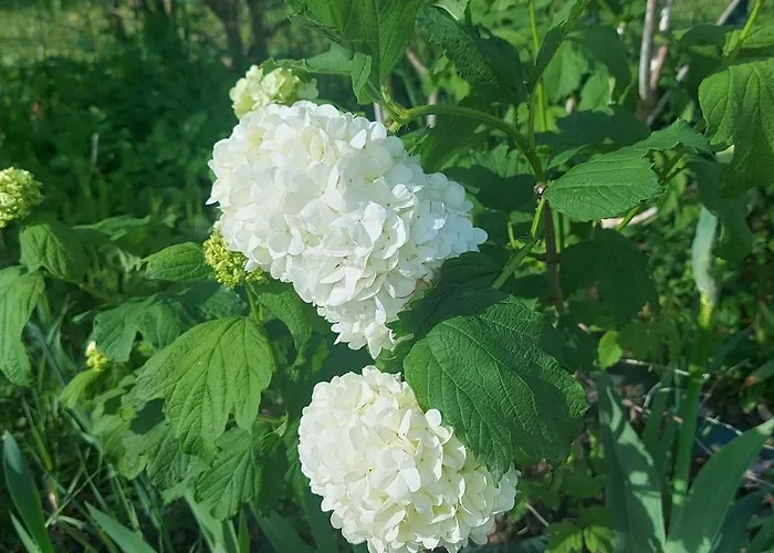 בית הארחה De Poujoles 3*